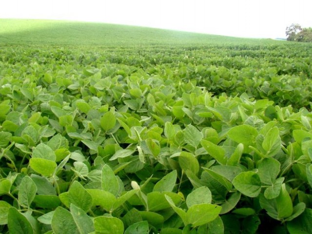 Producción de soja fue estimada en 3,338 millones de toneladas, máximo histórico en Uruguay