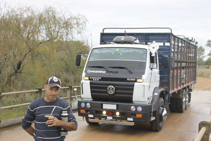 Transporte de Hacienda: así es este trabajo en Uruguay