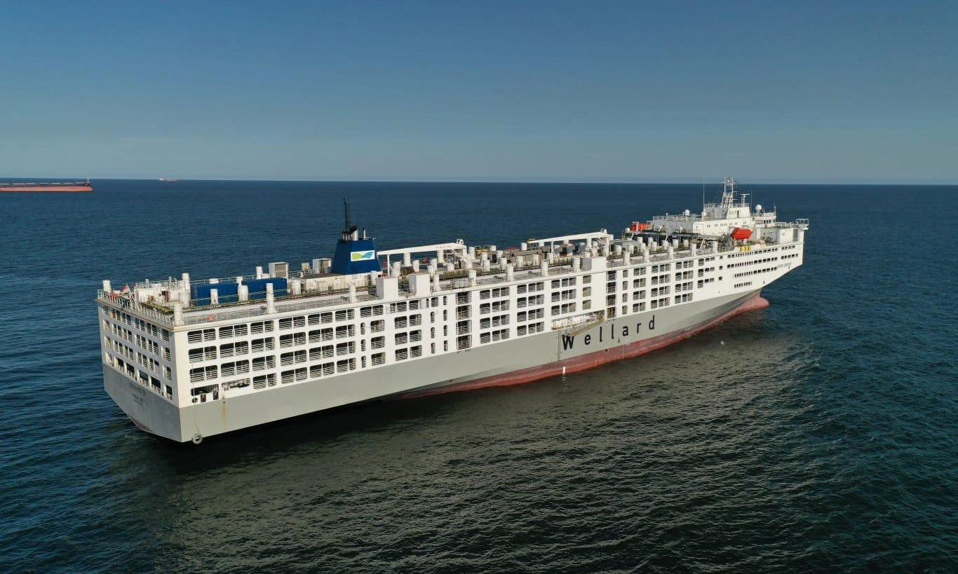 Puerto de Montevideo, Desde el muelle: Ocean Drover el buque ganadero más grande del mundo