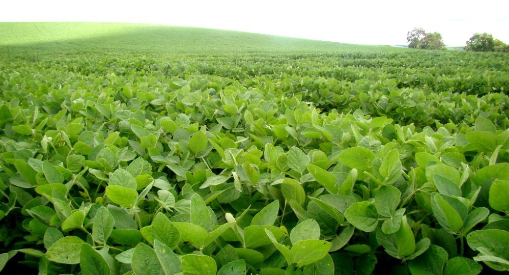 Producción de soja fue estimada en 3,338 millones de toneladas, máximo histórico en Uruguay